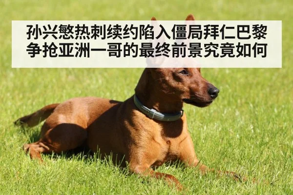孙兴慜热刺续约陷入僵局拜仁巴黎争抢亚洲一哥的最终前景究竟如何